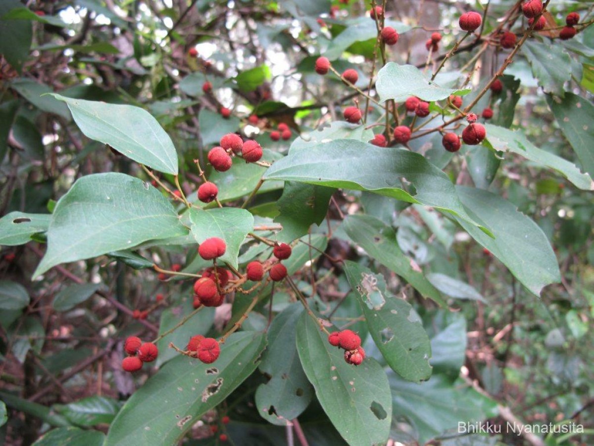 Mallotus philippensis (Lam.) Müll.Arg.